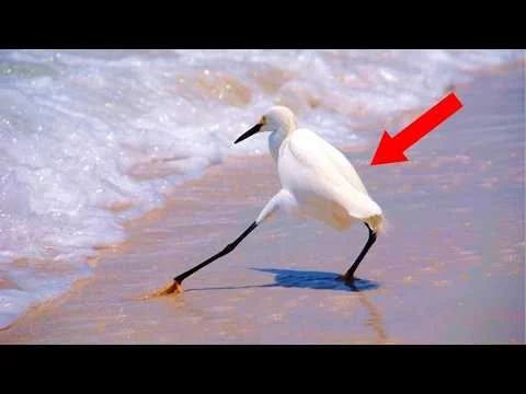 Die lustigsten Vögel der Welt witzige-voegel