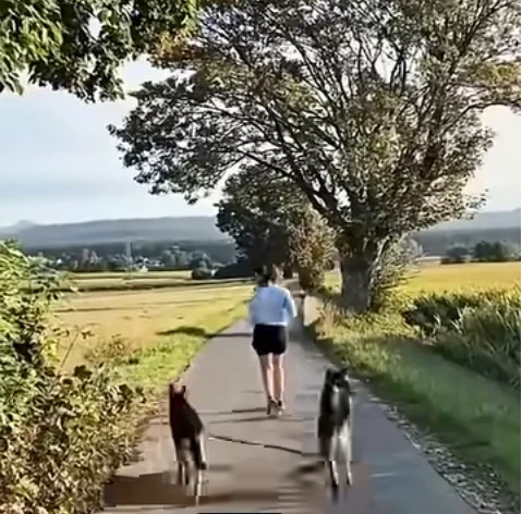 hund-pannen