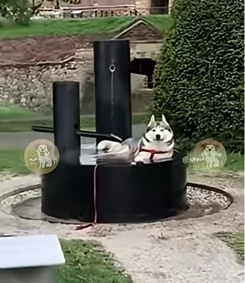 hund-wasser