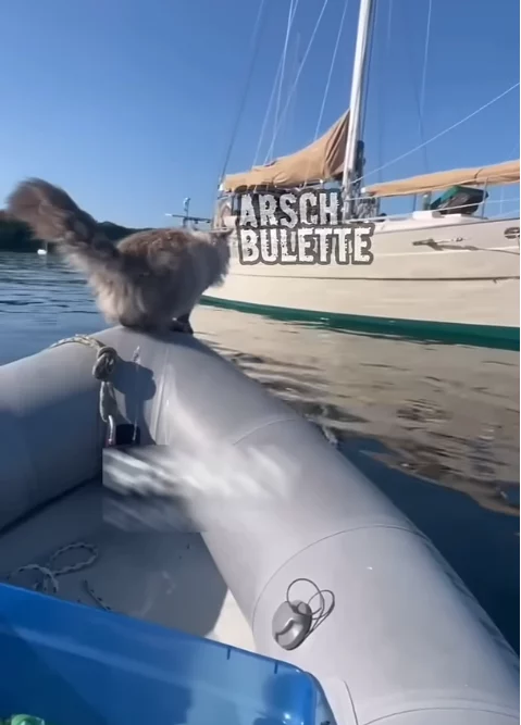 katze-wasser