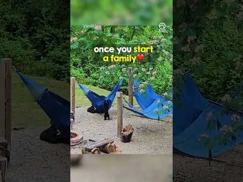 Bärenjungen haben Spaß mit Hängematten und Mamabär baer-haengematte