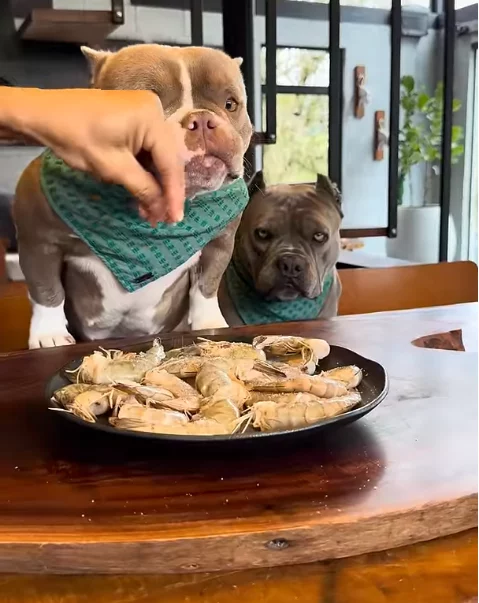 hund-kochen