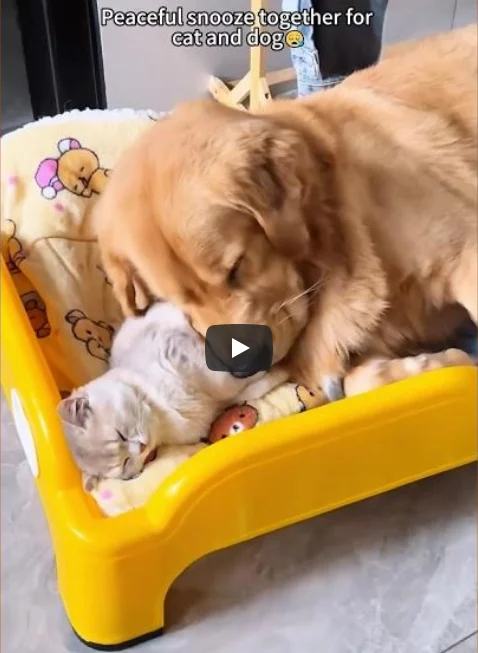 Wenn Katzen und Hund beste Freunde sind tier-freunde