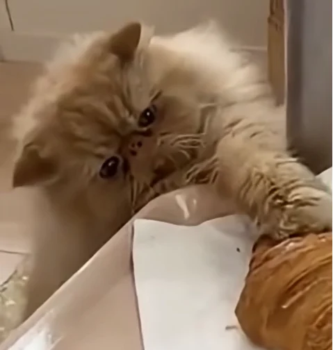 katze-niedlich