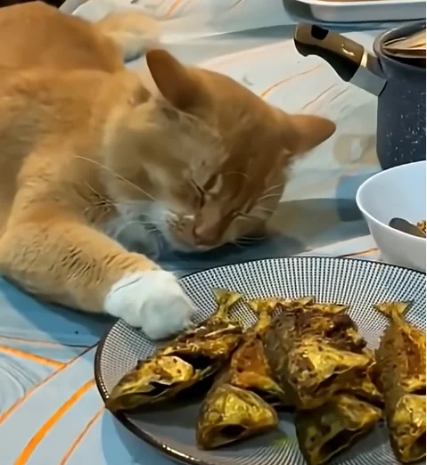 katze-essen